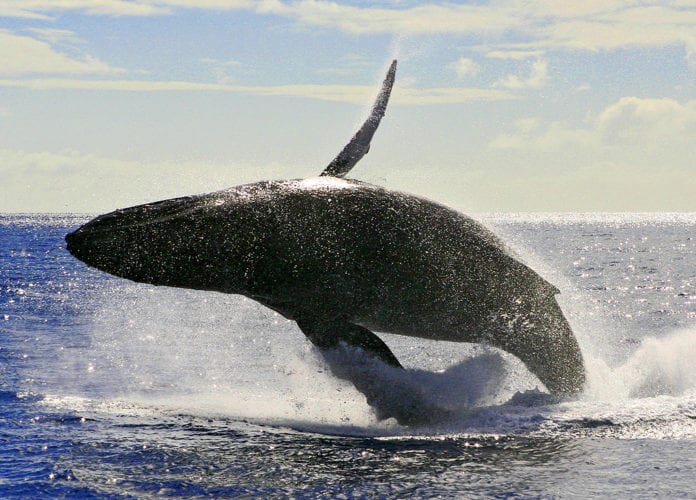 maui_whale_watching_four_winds_3