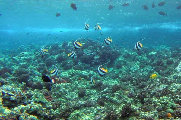 Fish And Coral Reef