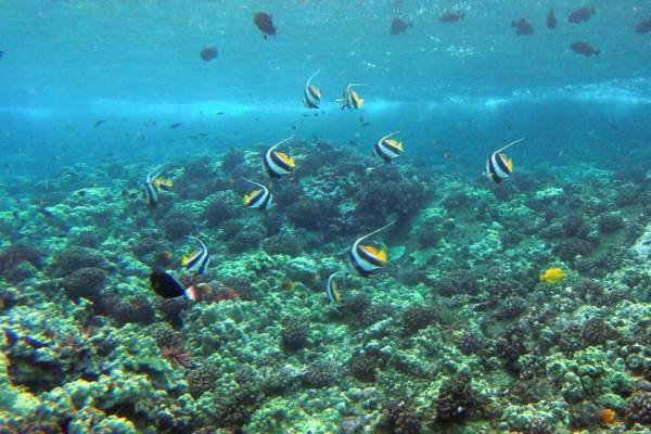 Fish And Coral Reef