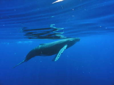 Maui Whale Watching Insights