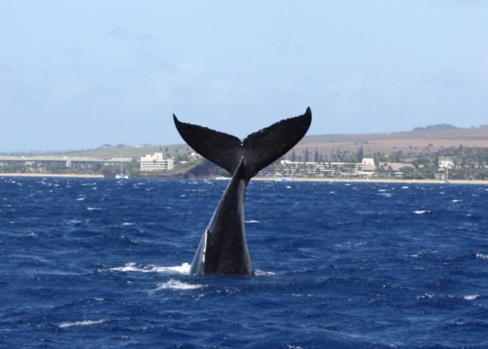Whale Tail
