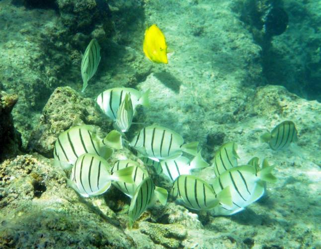 My Four Winds Snorkel Tour: Spotting Tangs - Four Winds Maui Snorkeling ...