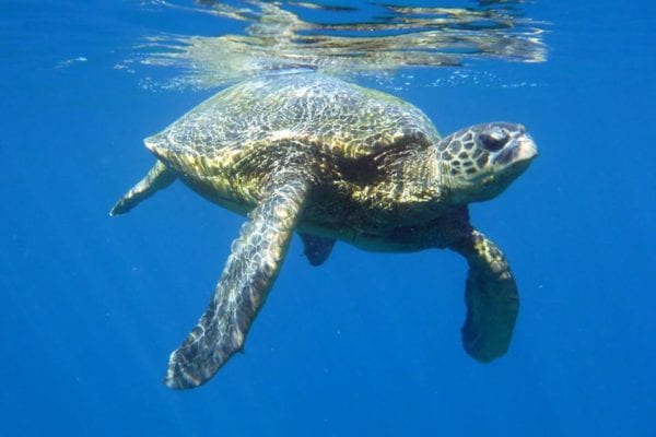 Four Winds II Coral Gardens Snorkel Hawaiian Sea Turtle