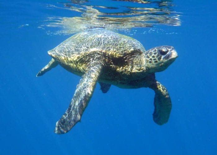 Four Winds II Coral Gardens Snorkel Hawaiian Sea Turtle