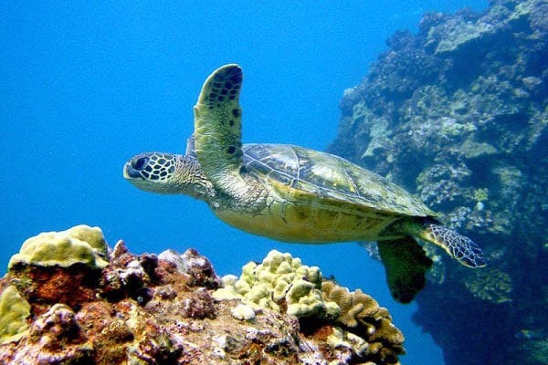 Snorkel Coral Gardens Best Snorkeling In Maui Four Winds Ii