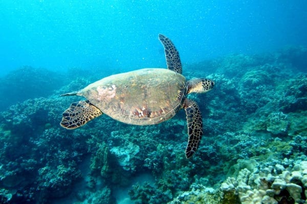 Four Winds II Maui Coral Gardens Snorkel With Turtles