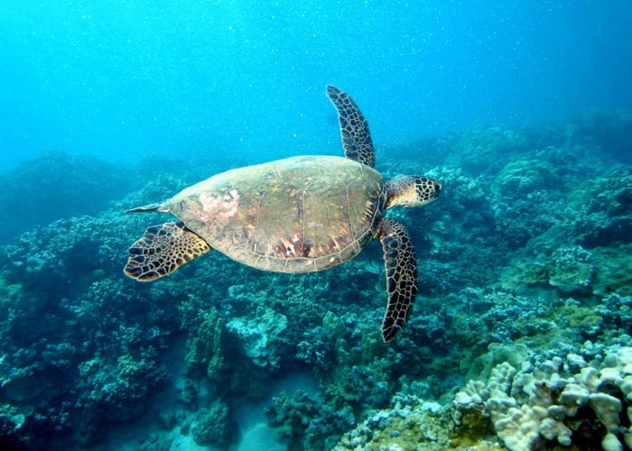 Four Winds II Maui Coral Gardens Snorkel With Turtles