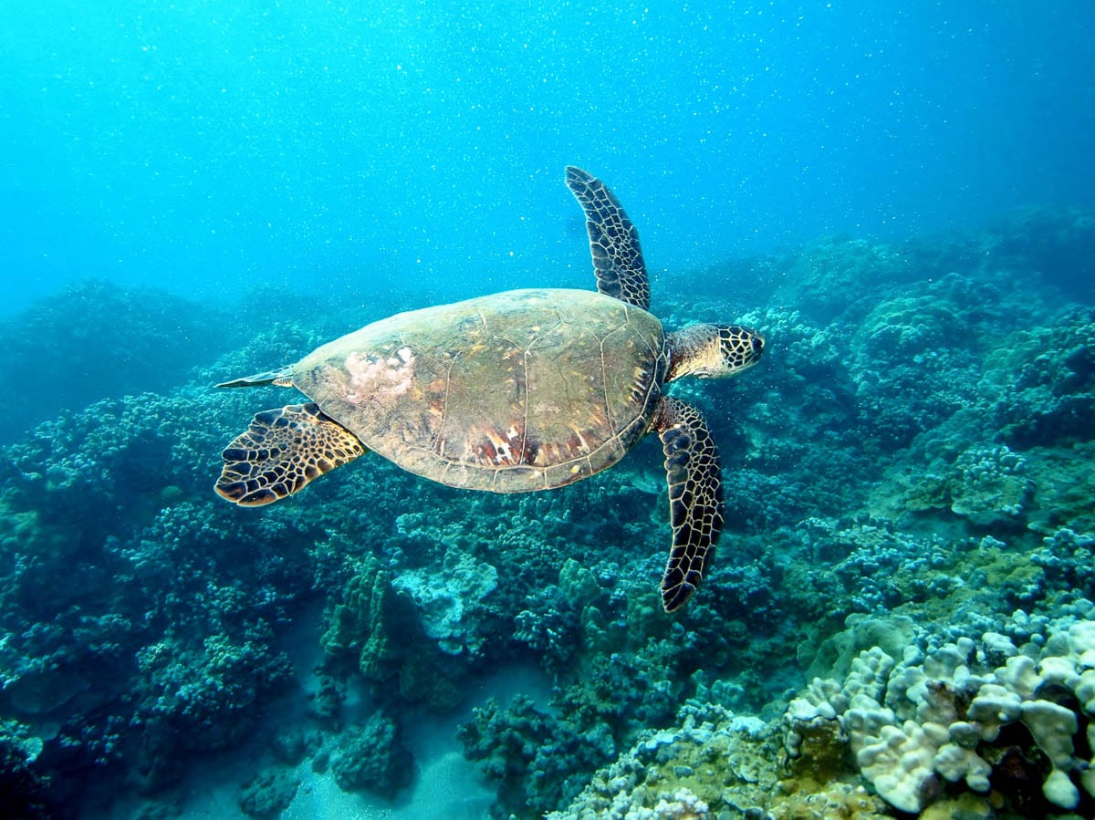 Snorkel Coral Gardens Best Snorkeling In Maui Four Winds Ii