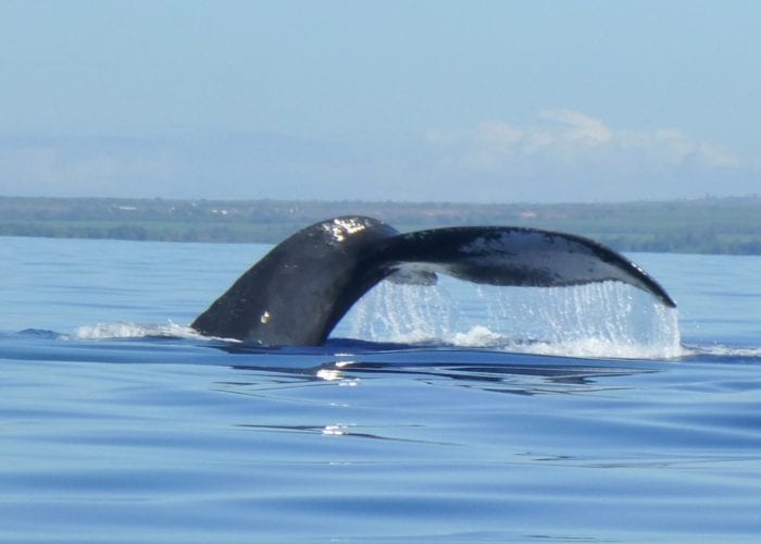 Four Winds II Maui Humpback Whale Fluke