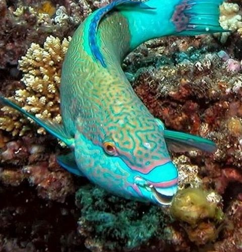 Colorful Fish