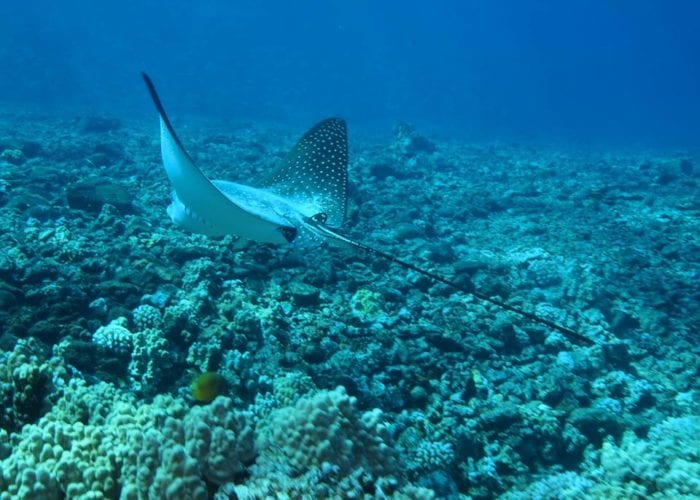 Four Winds II Maui Molokini Crater Snorkel Tour Spotted Eagle Ray By Jessica R