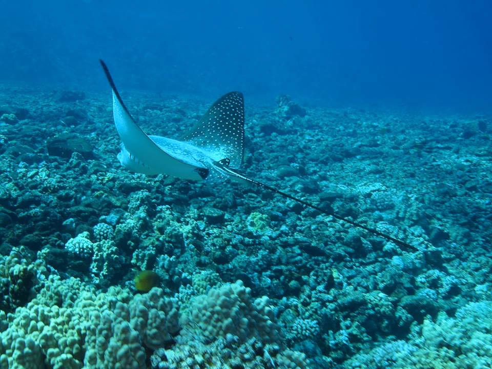 Snorkel Coral Gardens Best Snorkeling In Maui Four Winds Ii