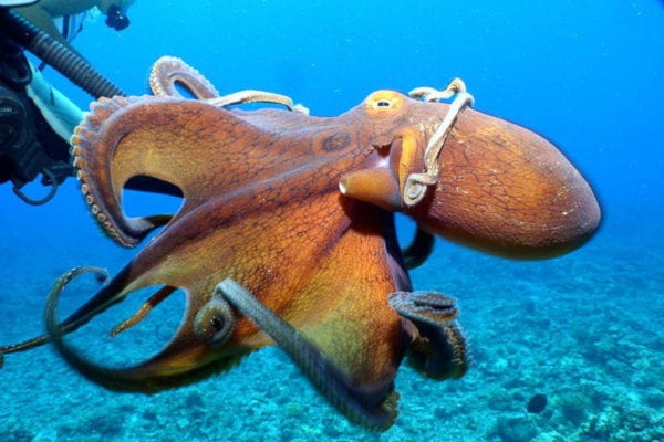 Four Winds II Maui Molokini Crater Snorkel Tours Octopus