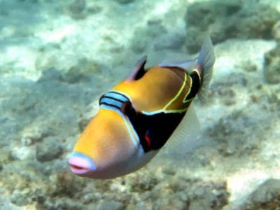 Four Winds II Maui Molokini Crater And Coral Gardens Snorkel Tours Humunukunukuapuaa  E