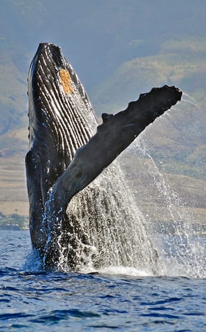 Four Winds II Maui Molokini Snorkel And Humpback Whale Watch