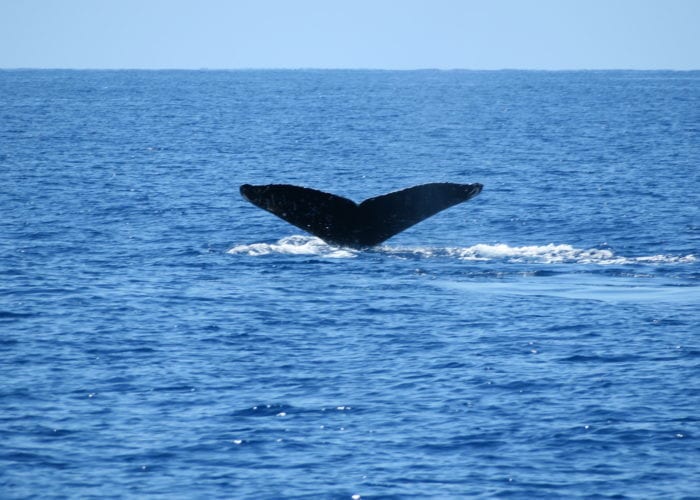 Four Winds II Molokini Snorkel And Humpback Whale Watch Fluke Up