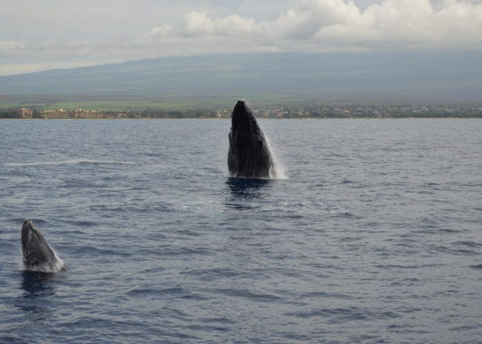 Four Winds Maui Molokini Snorkel Humback Fun