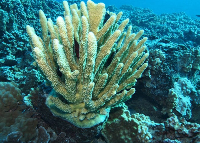 Coral Reef