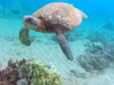 Turtle Town: Snorkel With Hawaiian Green Sea Turtles
