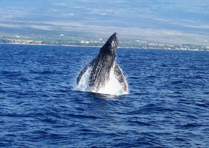 Humpbacks