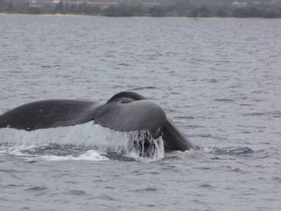 HUMPBACK WHALES IN MAUI