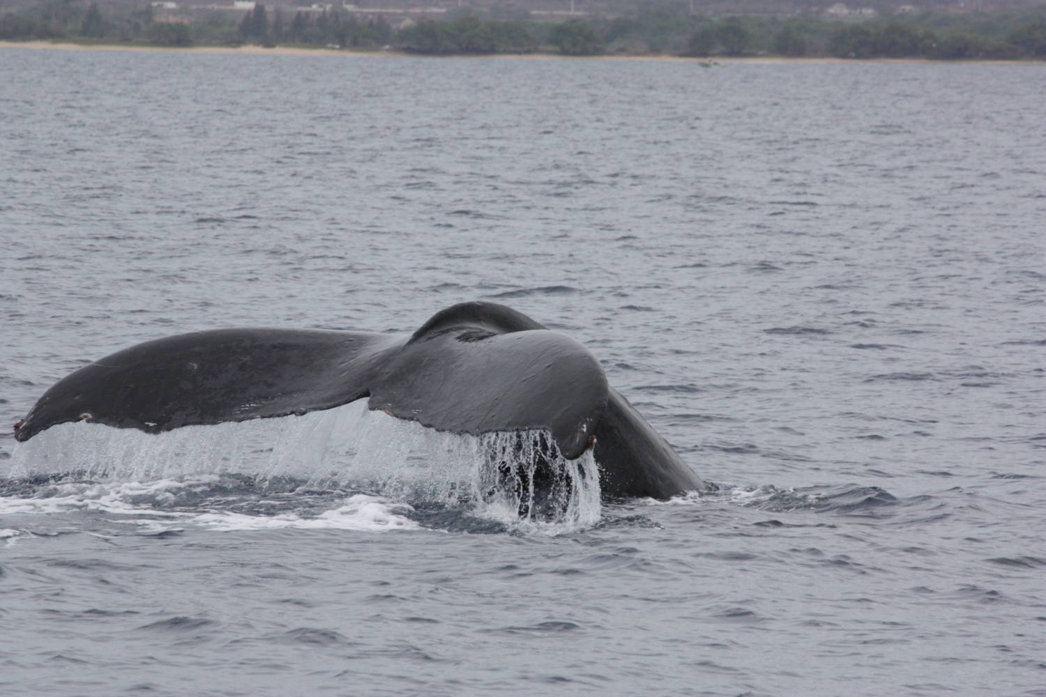 HUMPBACK WHALES IN MAUI Four Winds Maui Snorkeling