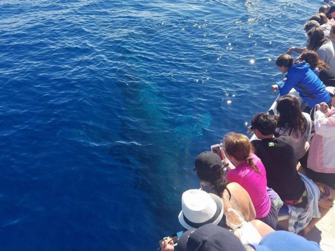 Whale Watching in Maui