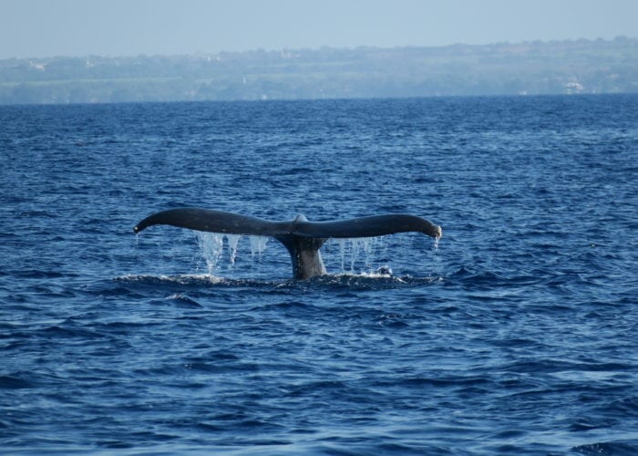 Whale Tail