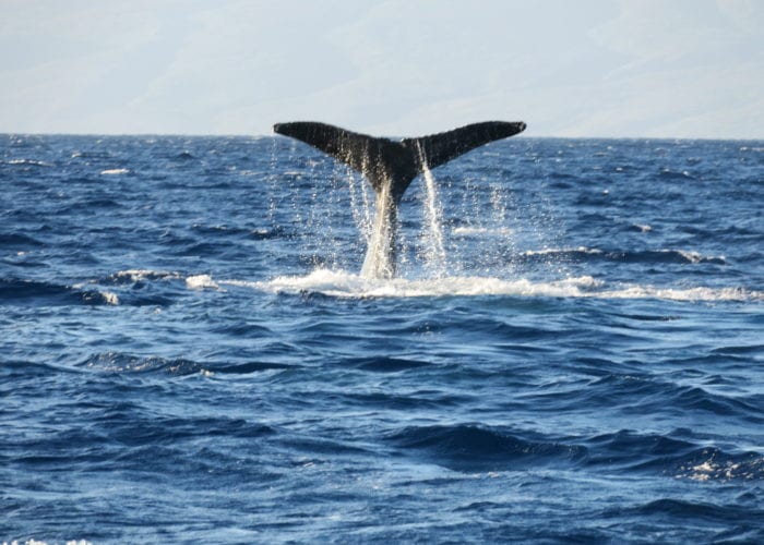 Whale Tail