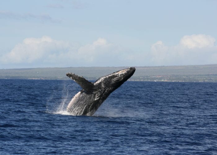 Whale Jumping