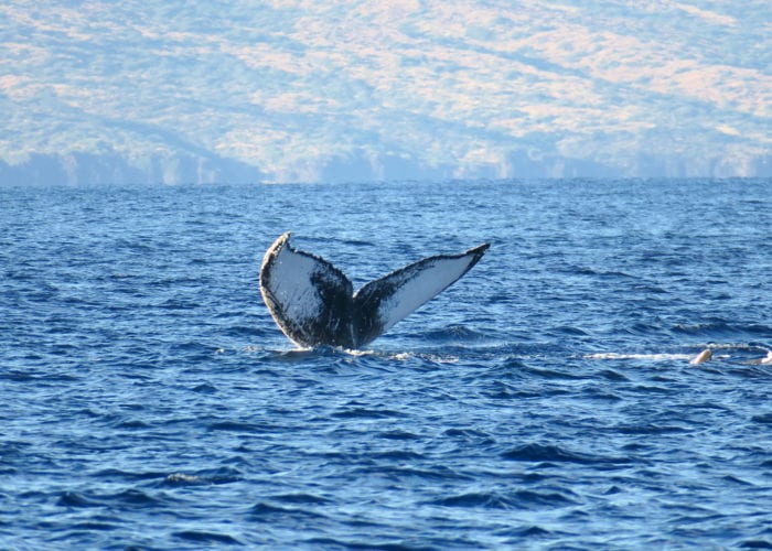 Whale Jumping