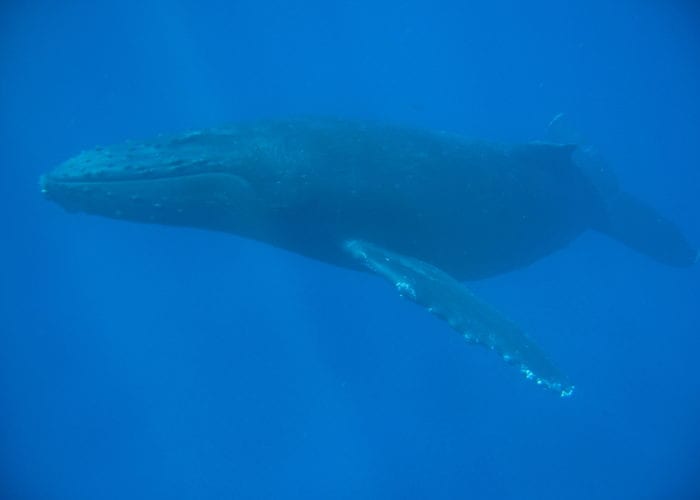 Whale Deep Ocean