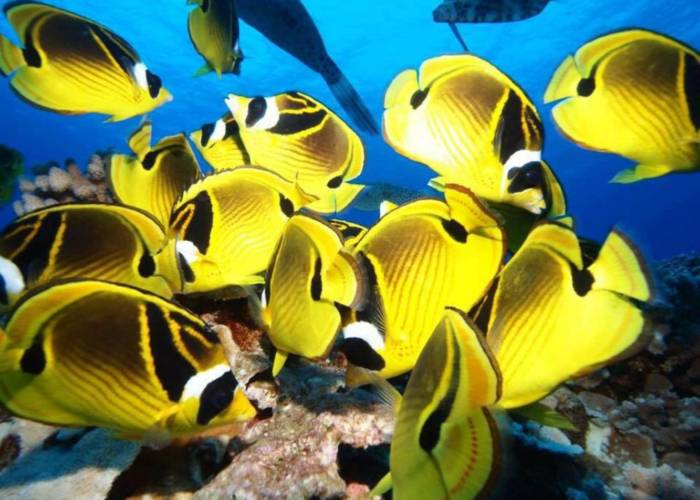 Maui Butterfly Fish