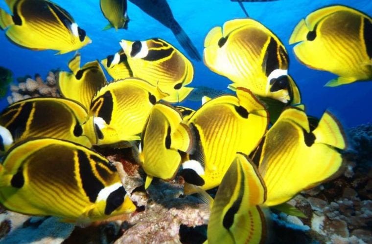 Maui Butterfly Fish
