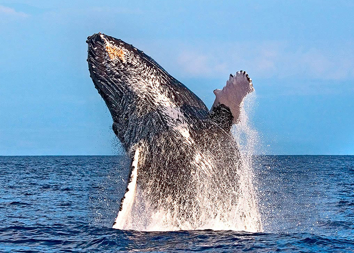 Whale Breaching Maui