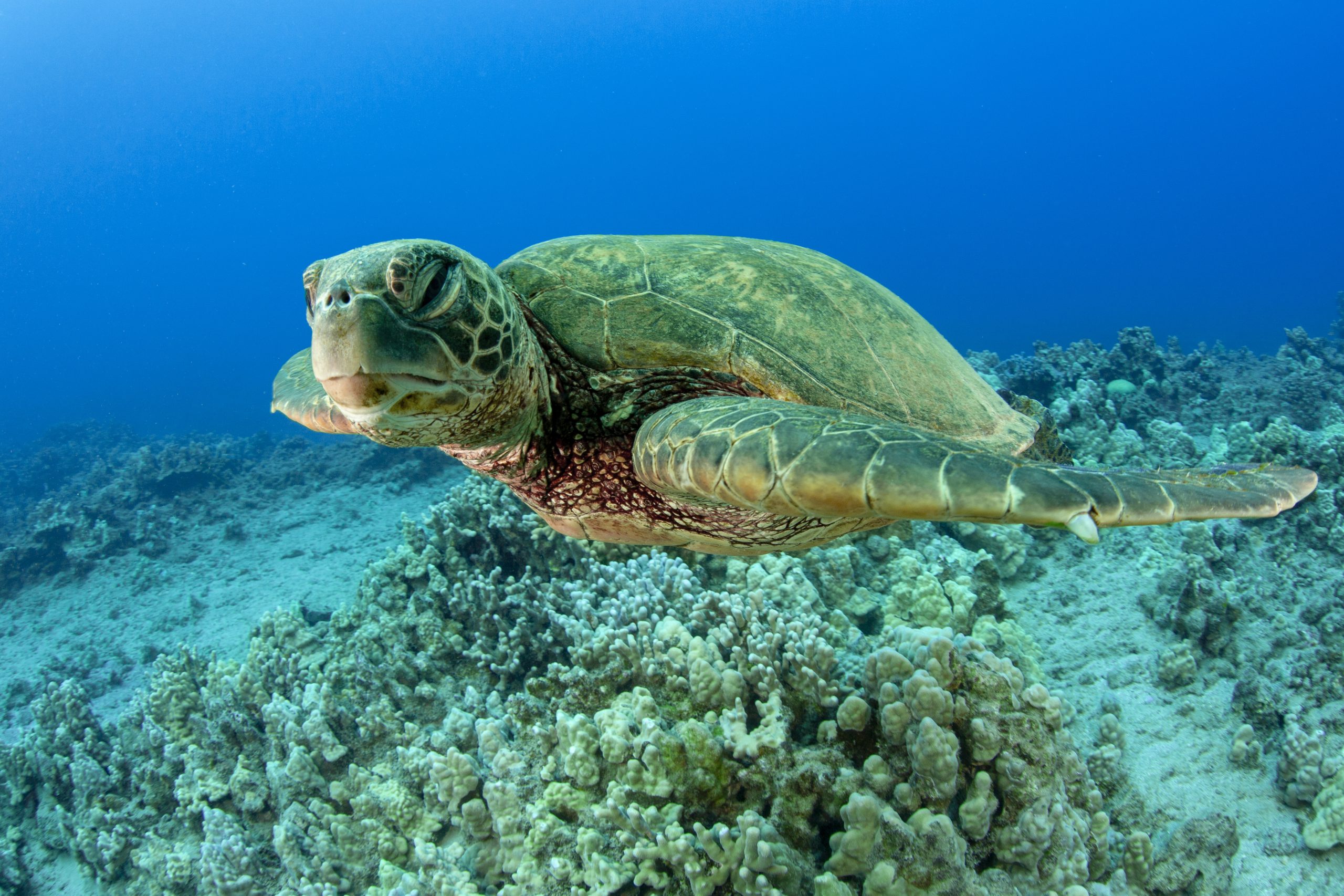 _MG_5440 turtle MG Turtle Scaled