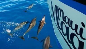 dolphins, snorkeling in Maui, Molokini Crater, 
