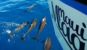 dolphins, snorkeling in Maui, Molokini Crater,
