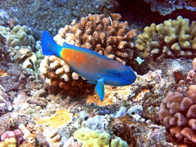 Reef Fish