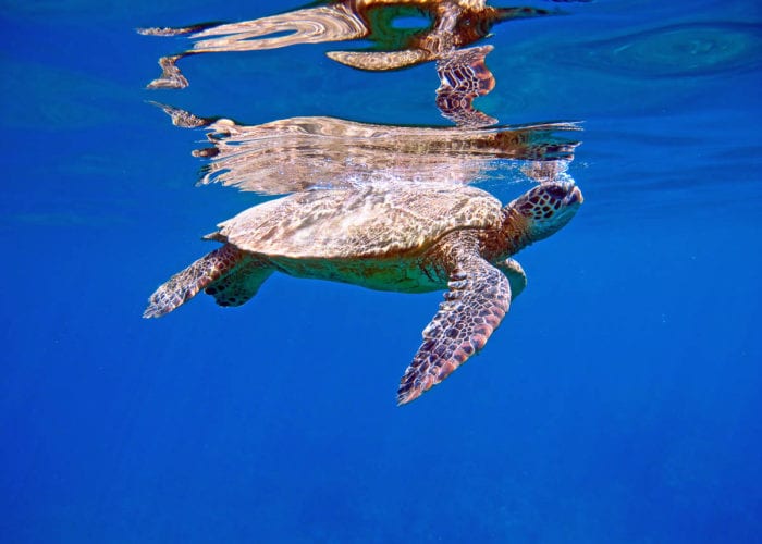 Hawaii Green Seat Turtle