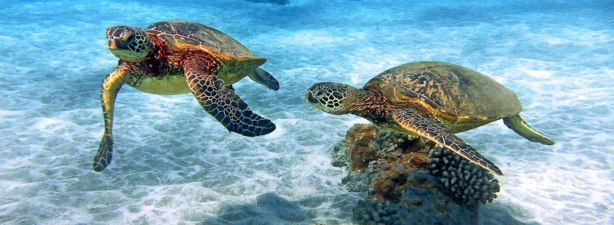 Hawaiian Green Sea Turtles