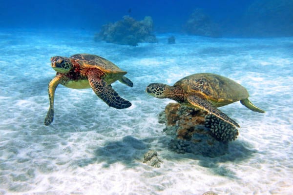 Hawaiian Green Sea Turtles