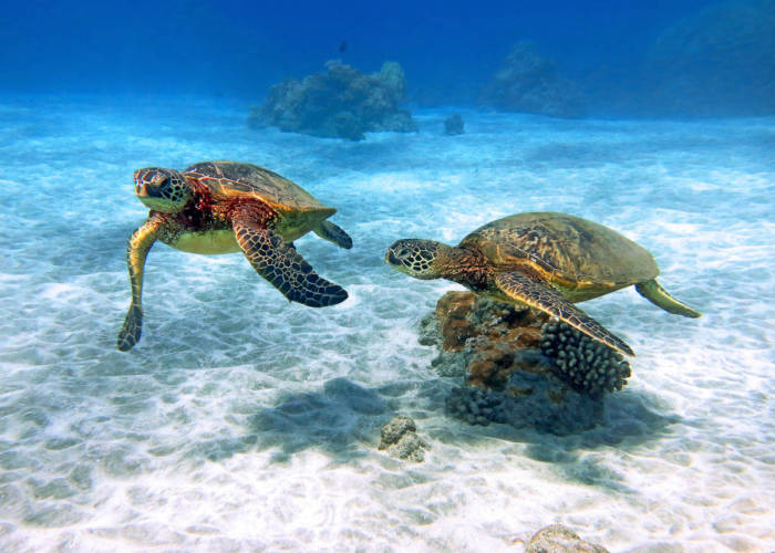 Hawaiian Green Sea Turtles