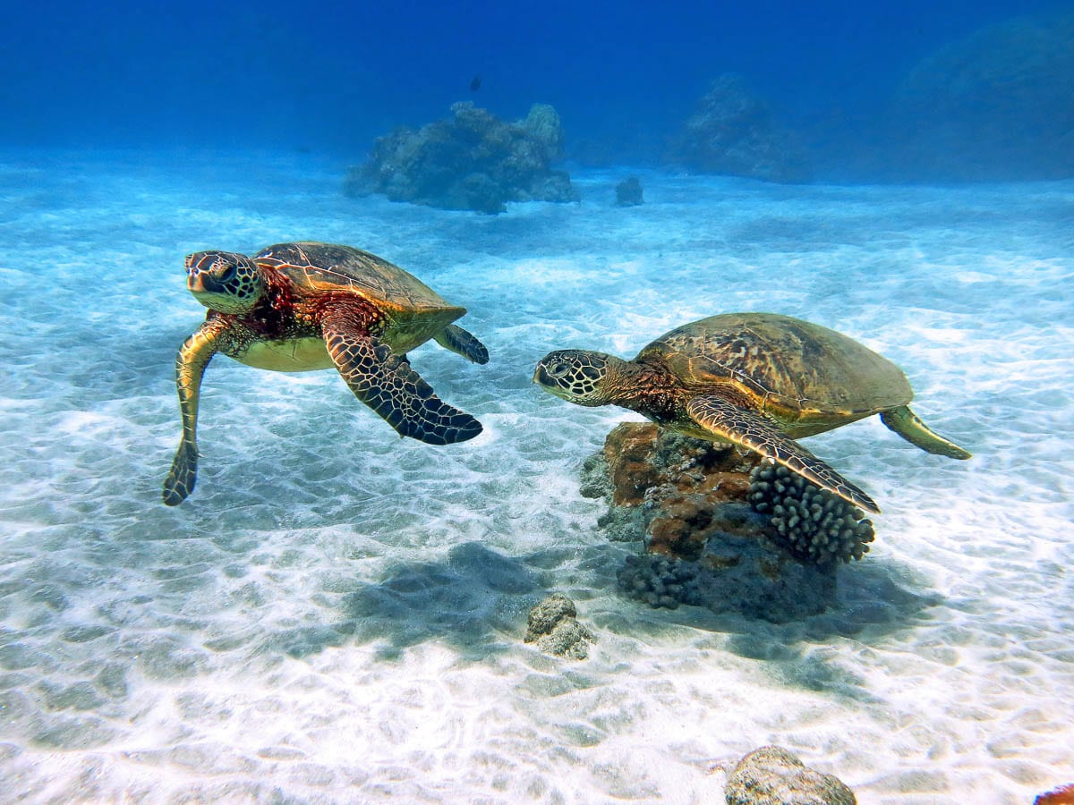 Hawaii Sea Turtles Snorkel With Hawaii Sea Turtles At Coral Gardens
