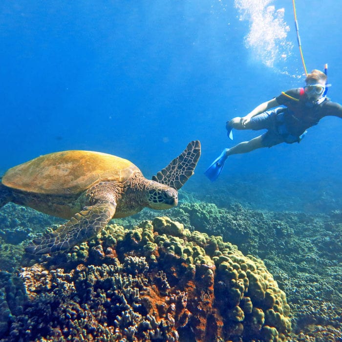 Coral Gardens Snorkeling Trip Best Snorkeling in Maui Four Winds Maui
