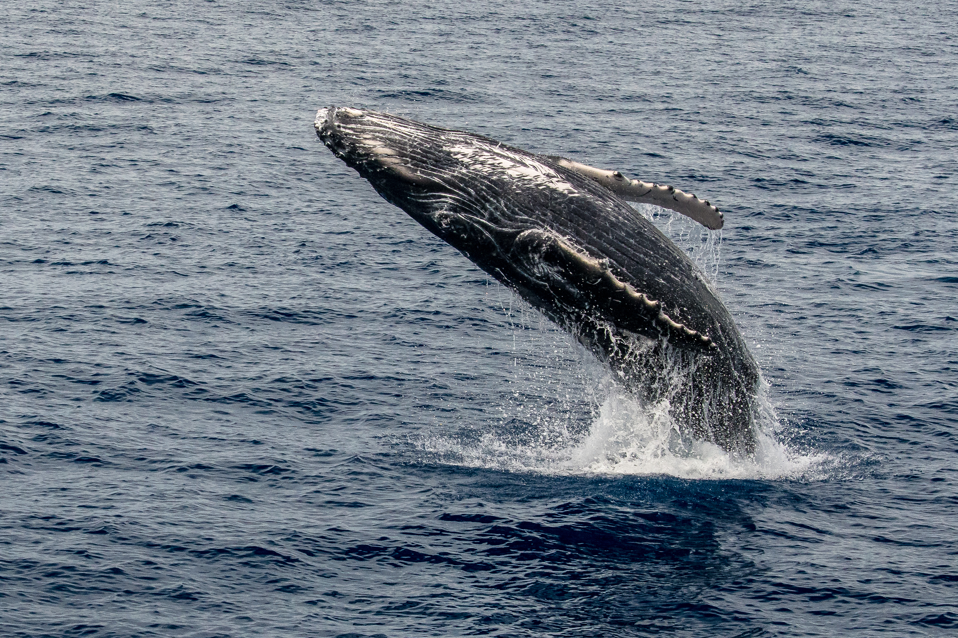 where is the sense of touch in a whales tail