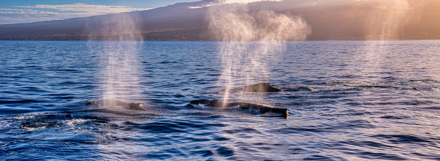 Molokini Morning Snorkel