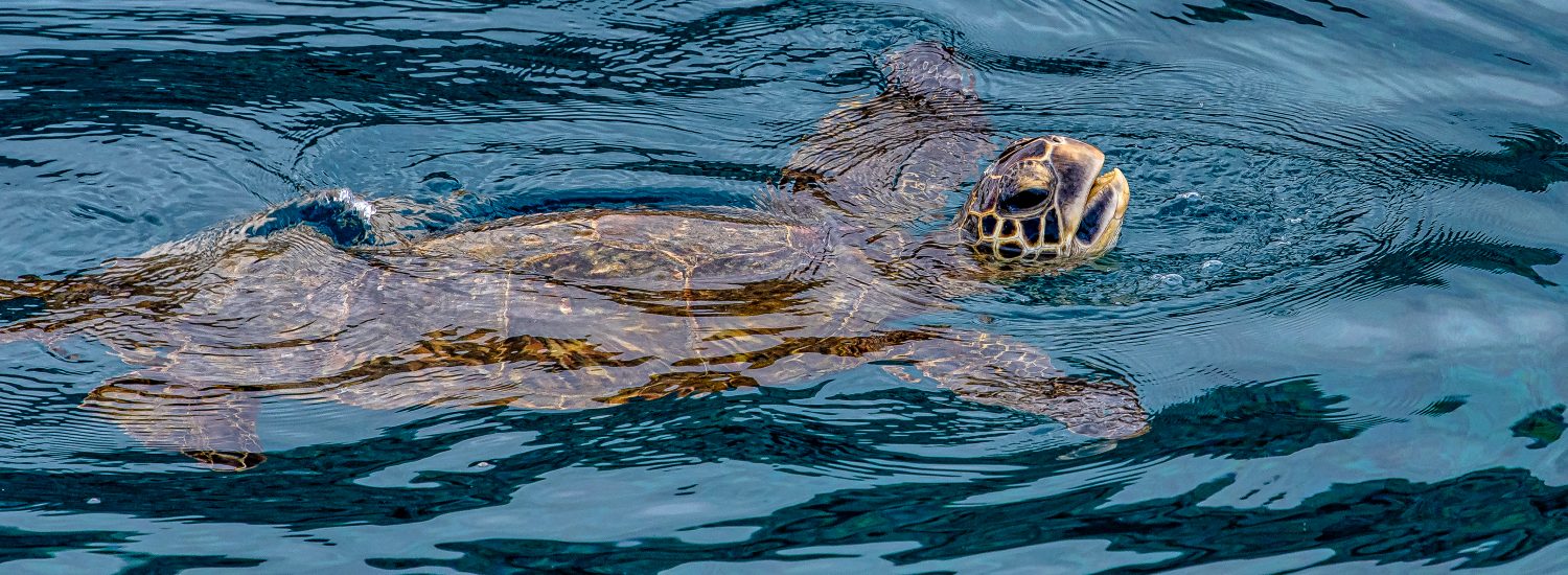 Molokini Maui Afternoon Snorkel