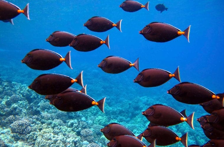 School Of Fish In Maui