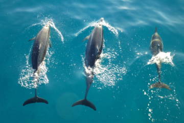 Three Dolphins